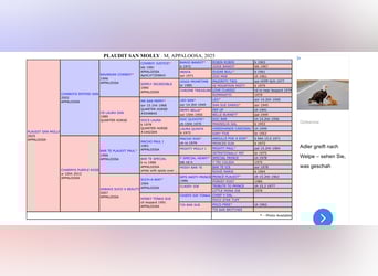 Appaloosa, Merrie, 1 Jaar, 152 cm, Vos