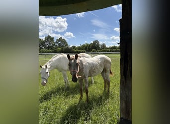 Appaloosa, Merrie, 1 Jaar, 152 cm, Vos