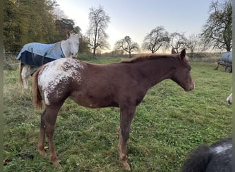 Appaloosa, Merrie, 1 Jaar, 152 cm