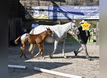 Appaloosa, Merrie, 1 Jaar, 152 cm