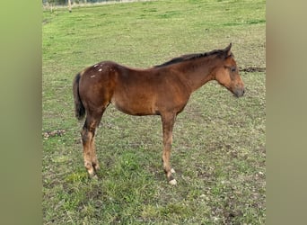 Appaloosa, Merrie, 1 Jaar, 153 cm, Bruin