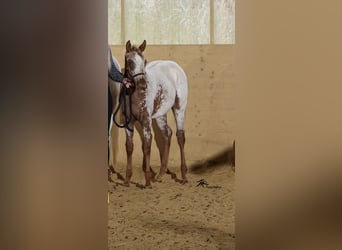 Appaloosa, Merrie, 1 Jaar, 153 cm