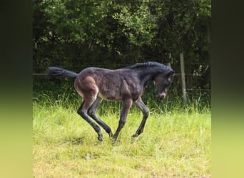 Appaloosa, Merrie, 1 Jaar, 155 cm, Bruin