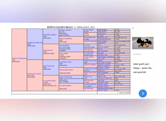 Appaloosa, Merrie, 1 Jaar, 156 cm, Buckskin