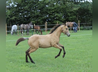 Appaloosa, Merrie, 1 Jaar, 156 cm, Buckskin