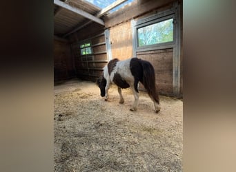 Appaloosa, Merrie, 1 Jaar, 85 cm, Gevlekt-paard