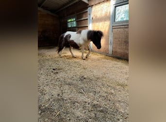 Appaloosa, Merrie, 1 Jaar, 85 cm, Gevlekt-paard