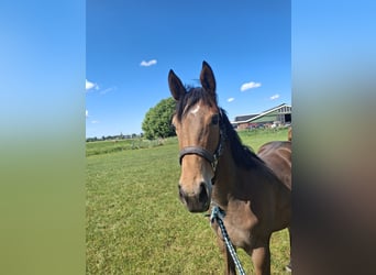 Appaloosa Mix, Merrie, 1 Jaar, Donkerbruin