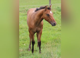 Appaloosa, Merrie, 1 Jaar, Dunalino