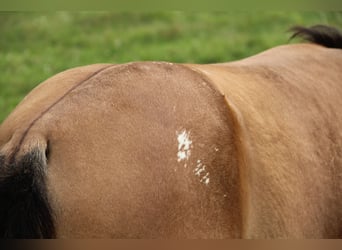 Appaloosa, Merrie, 1 Jaar, Dunalino