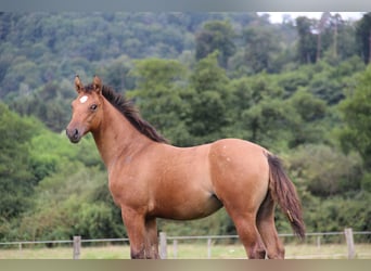 Appaloosa, Merrie, 1 Jaar, Dunalino