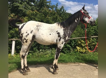 Appaloosa, Merrie, 1 Jaar