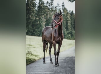 Appaloosa, Merrie, 1 Jaar, Zwartbruin