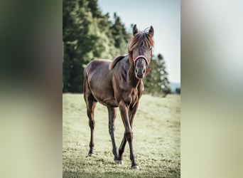 Appaloosa, Merrie, 1 Jaar, Zwartbruin