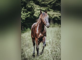 Appaloosa, Merrie, 1 Jaar, Zwartbruin