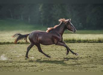 Appaloosa, Merrie, 1 Jaar, Zwartbruin