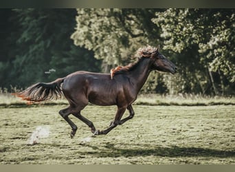 Appaloosa, Merrie, 1 Jaar, Zwartbruin