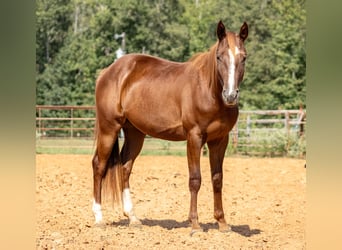 Appaloosa, Merrie, 2 Jaar, 142 cm, Roodvos