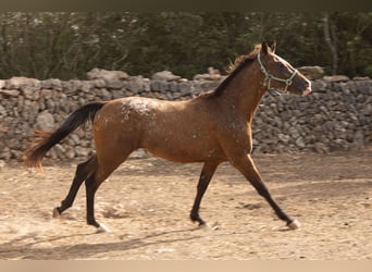 Appaloosa, Merrie, 2 Jaar, 146 cm, Bruin
