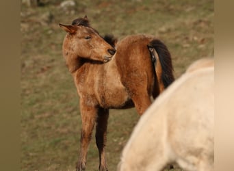 Appaloosa Mix, Merrie, 2 Jaar, 150 cm, Falbe