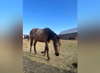 Appaloosa Mix, Merrie, 2 Jaar, 158 cm, Roan-Bay