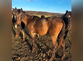 Appaloosa Mix, Merrie, 2 Jaar, Roan-Bay