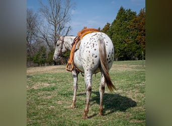 Appaloosa, Merrie, 3 Jaar, 145 cm, Donkere-vos