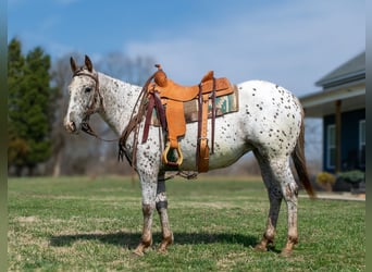 Appaloosa, Merrie, 3 Jaar, 145 cm, Donkere-vos