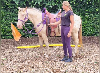 Appaloosa Mix, Merrie, 3 Jaar, 146 cm, Appaloosa