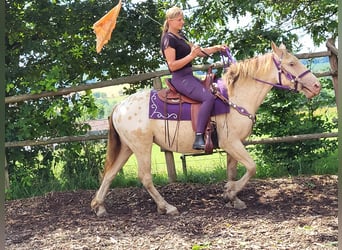 Appaloosa Mix, Merrie, 3 Jaar, 146 cm, Appaloosa