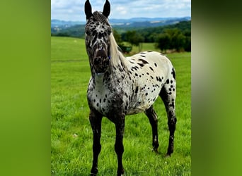 Appaloosa, Merrie, 3 Jaar, 150 cm, Appaloosa