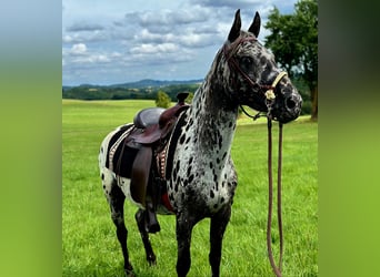 Appaloosa, Merrie, 3 Jaar, 150 cm, Appaloosa