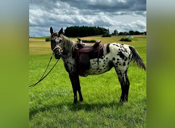 Appaloosa, Merrie, 3 Jaar, 150 cm, Appaloosa