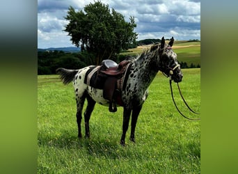 Appaloosa, Merrie, 3 Jaar, 150 cm, Appaloosa