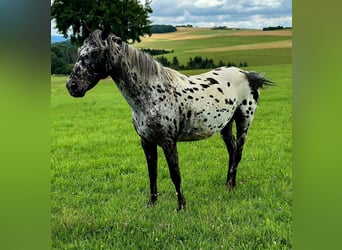 Appaloosa, Merrie, 3 Jaar, 150 cm, Appaloosa