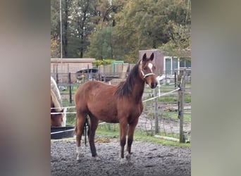 Appaloosa Mix, Merrie, 3 Jaar, 150 cm, Roodbruin