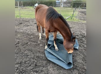 Appaloosa Mix, Merrie, 3 Jaar, 150 cm, Roodbruin