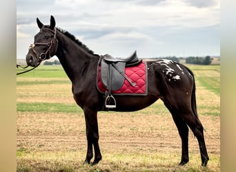 Appaloosa, Merrie, 3 Jaar, 155 cm, Zwart