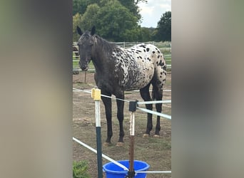 Appaloosa, Merrie, 3 Jaar, 156 cm, Zwart