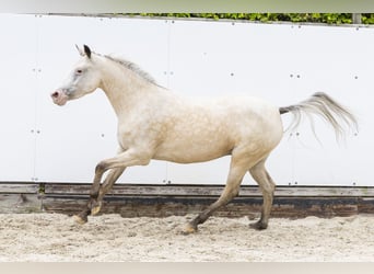 Appaloosa, Merrie, 4 Jaar, 136 cm, Palomino