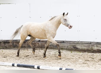Appaloosa, Merrie, 4 Jaar, 136 cm, Palomino