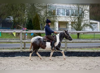 Appaloosa Mix, Merrie, 4 Jaar, 145 cm, Gevlekt-paard