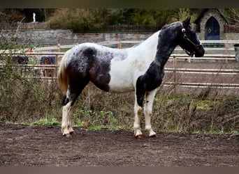 Appaloosa Mix, Merrie, 4 Jaar, 145 cm, Gevlekt-paard