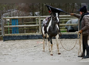 Appaloosa Mix, Merrie, 4 Jaar, 145 cm, Gevlekt-paard