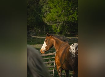 Appaloosa, Merrie, 4 Jaar, 147 cm