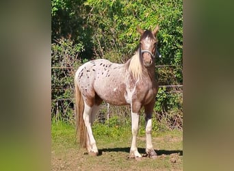 Appaloosa Mix, Merrie, 4 Jaar, 150 cm, Appaloosa