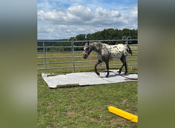 Appaloosa, Merrie, 4 Jaar, 150 cm, Appaloosa