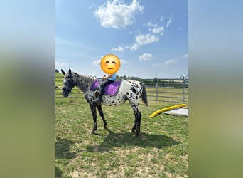 Appaloosa, Merrie, 4 Jaar, 150 cm, Appaloosa