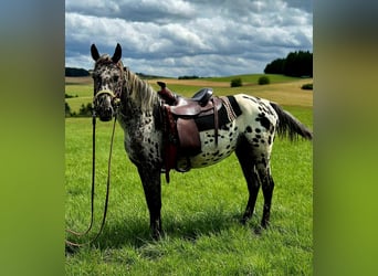 Appaloosa, Merrie, 4 Jaar, 150 cm, Appaloosa