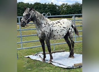 Appaloosa, Merrie, 4 Jaar, 150 cm, Appaloosa
